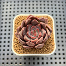 Echeveria 'Super Purple' 2" New Hybrid Succulent Plant Cutting