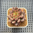 Echeveria 'Super Purple' 2" New Hybrid Succulent Plant Cutting