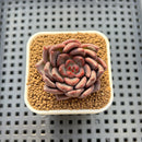 Echeveria 'Super Purple' 2" New Hybrid Succulent Plant Cutting