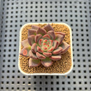 Echeveria 'Super Purple' 2" New Hybrid Succulent Plant Cutting