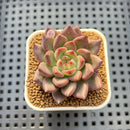 Echeveria 'Super Purple' 2" New Hybrid Succulent Plant Cutting