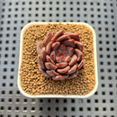 Echeveria 'Super Purple' 2" New Hybrid Succulent Plant Cutting