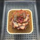 Echeveria 'Odette' 2" Succulent Plant Cutting