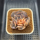 Echeveria 'Cubic Frost' Variegated 2" Succulent Plant Cutting