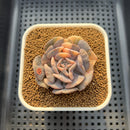 Echeveria 'Cubic Frost' Variegated 2" Succulent Plant Cutting