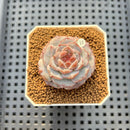 Echeveria 'Herace' 1"-2" Succulent Plant Cutting