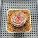 Echeveria 'Herace' 1"-2" Succulent Plant Cutting