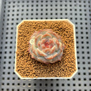 Echeveria 'Herace' 1"-2" Succulent Plant Cutting