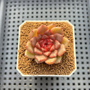 Echeveria 'Cindy' 2" Succulent Plant Cutting