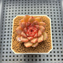Echeveria 'Cindy' 2" Succulent Plant Cutting