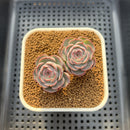 Echeveria 'Blue Rabbit' 2" Succulent Plant Cutting