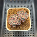 Echeveria 'Blue Rabbit' 2" Succulent Plant Cutting