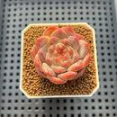 Echeveria 'Watermelon' 2" Succulent Plant Cutting