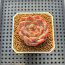 Echeveria 'Watermelon' 2" Succulent Plant Cutting
