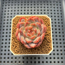 Echeveria 'Watermelon' 2" Succulent Plant Cutting