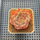 Echeveria sp. 2" Succulent Plant Cutting