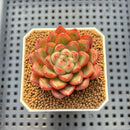 Echeveria 'Red Fresh' 2" Succulent Plant Cutting