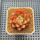 Echeveria 'Red Fresh' 2" Succulent Plant Cutting
