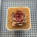 Echeveria 'Esper Rose' 2" New Hybrid Succulent Plant Cutting