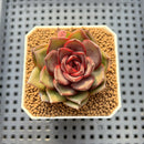 Echeveria 'Esper Rose' 2" New Hybrid Succulent Plant Cutting