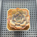 Echeveria 'Cocozen' 2" Succulent Plant Cutting