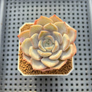 Echeveria 'Cocozen' 2" Succulent Plant Cutting