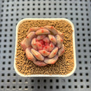 Echeveria 'Ariel' 1" Succulent Plant Cutting