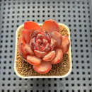 Echeveria 'Odette' 2" Succulent Plant Cutting