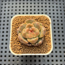 Echeveria 'Lobelia' 1" Succulent Plant Cutting