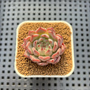 Echeveria 'Jackal' 1"-2" Succulent Plant Cutting