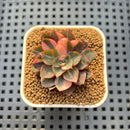 Echeveria Longissima var. Aztatlensis Variegated 1" Plant Cutting