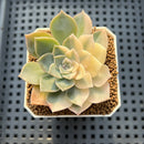 Echeveria 'Anna' Variegated 2" Succulent Plant Cutting