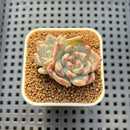 Echeveria 'Coralia' 1" Succulent Plant Cutting