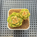 Echeveria 'Biella' Jelly Type 2" Succulent Plant Cutting