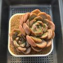 Echeveria 'Lilac' Jelly Type 4" Succulent Plant Cutting