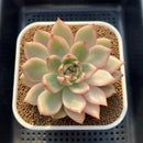 Echeveria Agavoides 'Morgain' Variegated 3" Succulent Plant Cutting