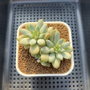 Pachyphytum 'Apple Monroe' 3" Succulent Plant Cutting