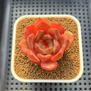 Echeveria sp. 2" Succulent Plant Cutting