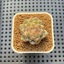 Echeveria 'Snowflake' (Flower Village Hybrid) 1" Succulent Plant Cutting
