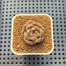 Echeveria 'Lobelia' 1" Succulent Plant Cutting