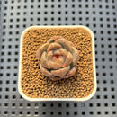 Echeveria 'Lobelia' 1" Succulent Plant Cutting