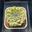 Echeveria 'Pink Erica' Variegated 3" Succulent Plant Cutting