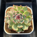 Echeveria Chihuahuaensis Variegated 3" Succulent Plant Cutting