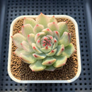 Echeveria Chihuahuaensis Variegated 2" Succulent Plant Cutting