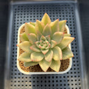 Echeveria Agavoides 'Agnes' Variegated 2"-3" Succulent Plant Cutting