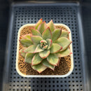 Echeveria Agavoides 'Marilyn' Variegated 2"-3" Succulent Plant Cutting