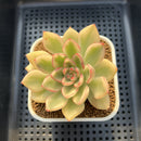 Echeveria Agavoides 'Butterfly' Variegated 3" Succulent Plant Cutting