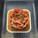 Echeveria 'Monroe Chanel' 2" Succulent Plant Cutting
