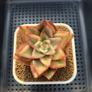 Echeveria Agavoides 'Maria' Variegated 2" Succulent Plant Cutting