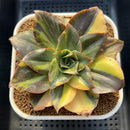 Echeveria 'Minigosaong' Variegated 3" Succulent Plant